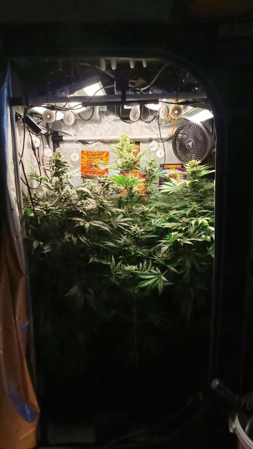 Rocko's Terp Test. Week 13 - Blüte Tag 44
