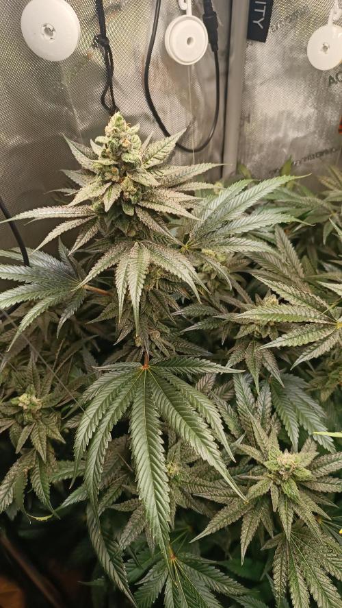 Rocko's Terp Test. Week 13 - CaW 