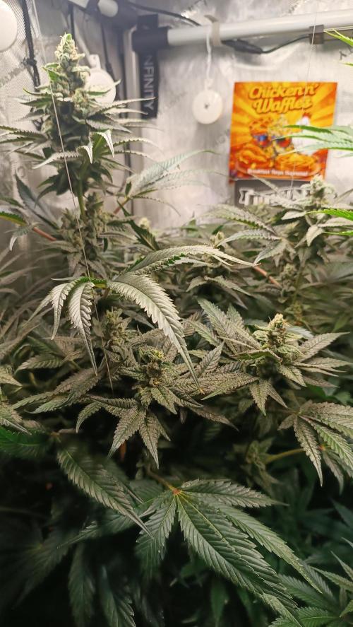 Rocko's Terp Test. Week 13 - CaW 