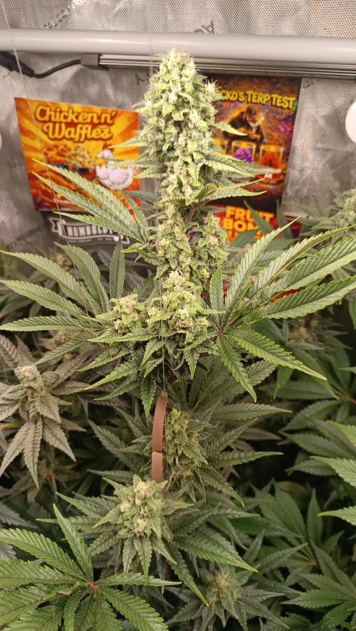 Rocko's Terp Test. Week 13 - FBP 