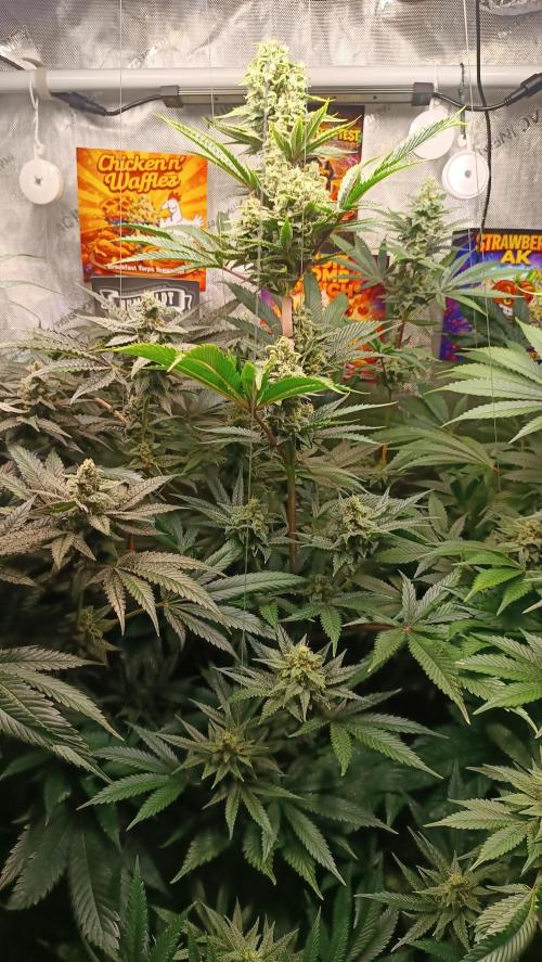 Rocko's Terp Test. Week 13 - FBP 
