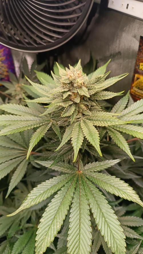 Rocko's Terp Test. Week 13 - SAK 