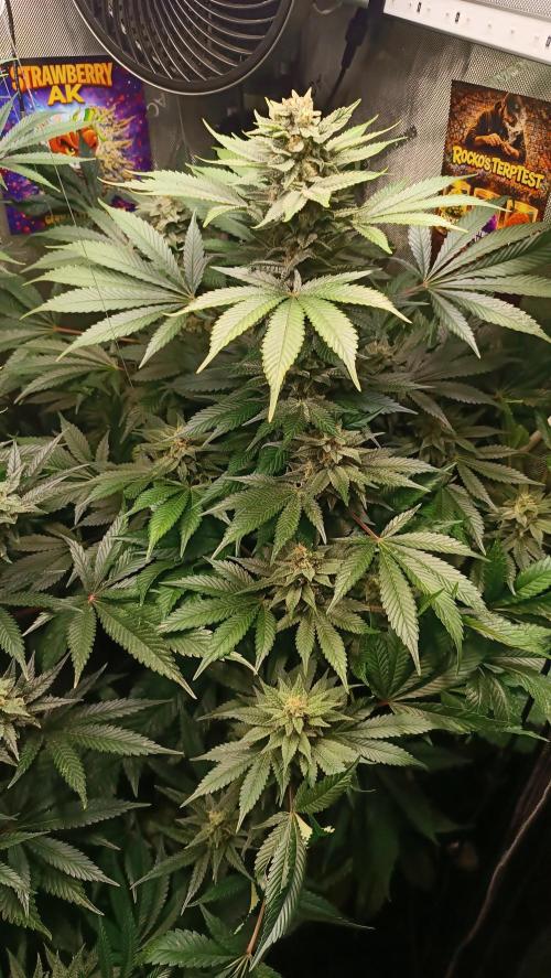 Rocko's Terp Test. Week 13 - SAK 