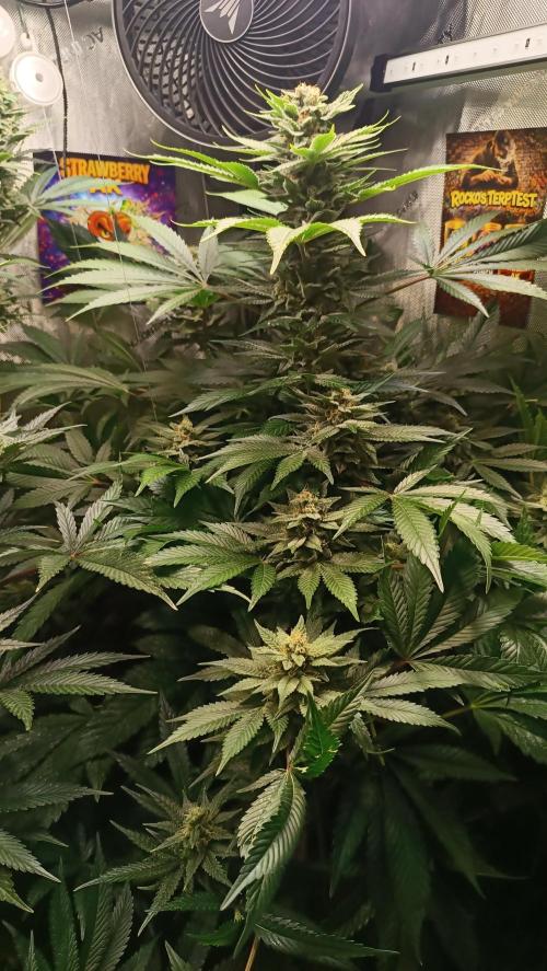 Rocko's Terp Test. Week 13 - SAK 