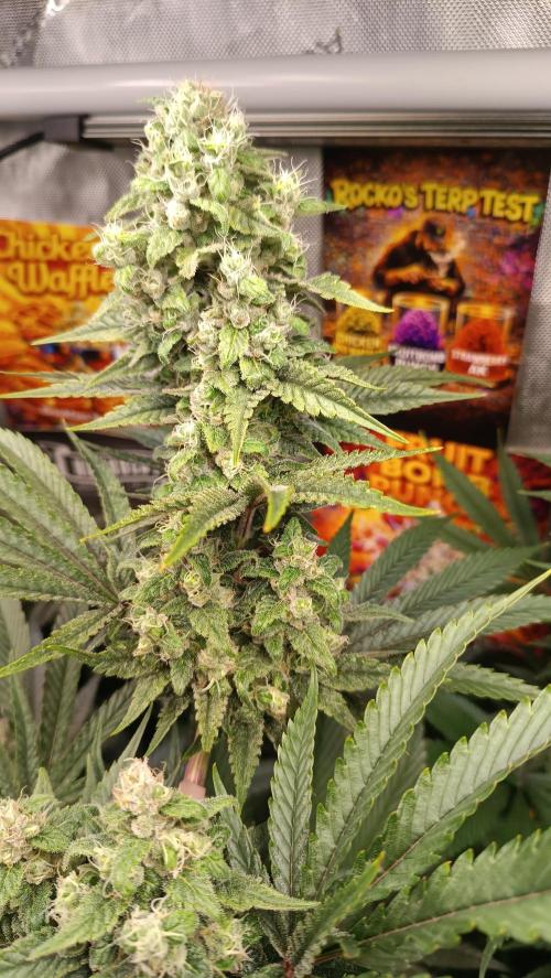 Rocko's Terp Test. Week 13 - FBP 