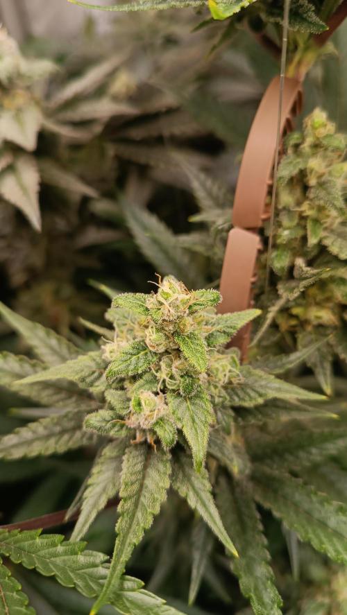Rocko's Terp Test. Week 13 - FBP 