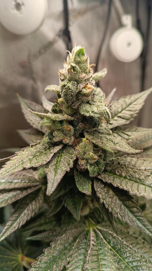 Rocko's Terp Test. Week 13 - CaW 