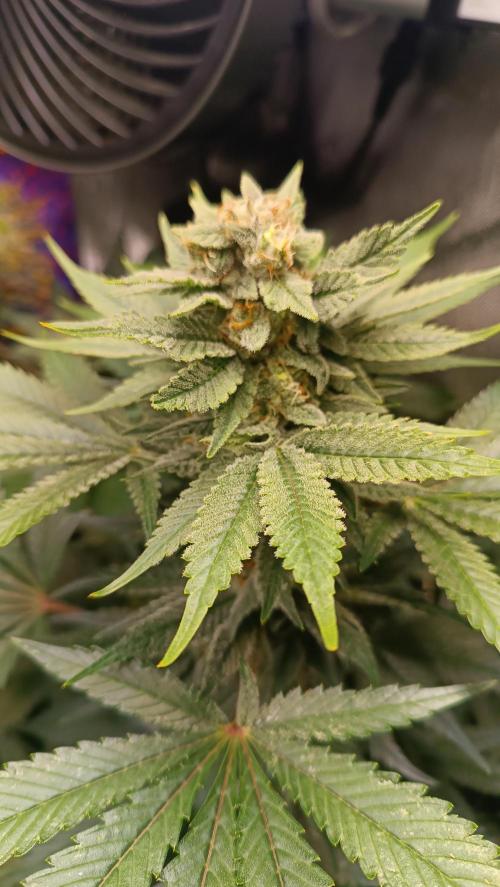 Rocko's Terp Test. Week 13 - SAK 