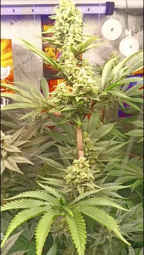 Rocko's Terp Test