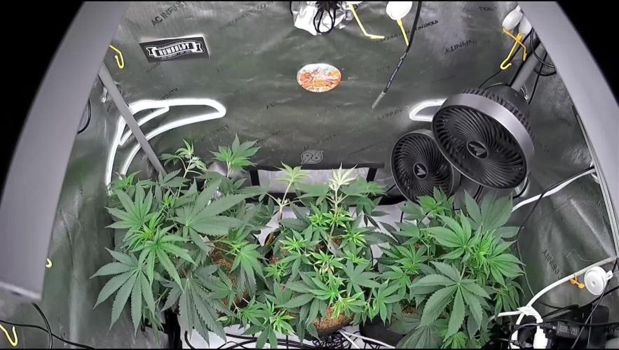 Rocko's Terp Test