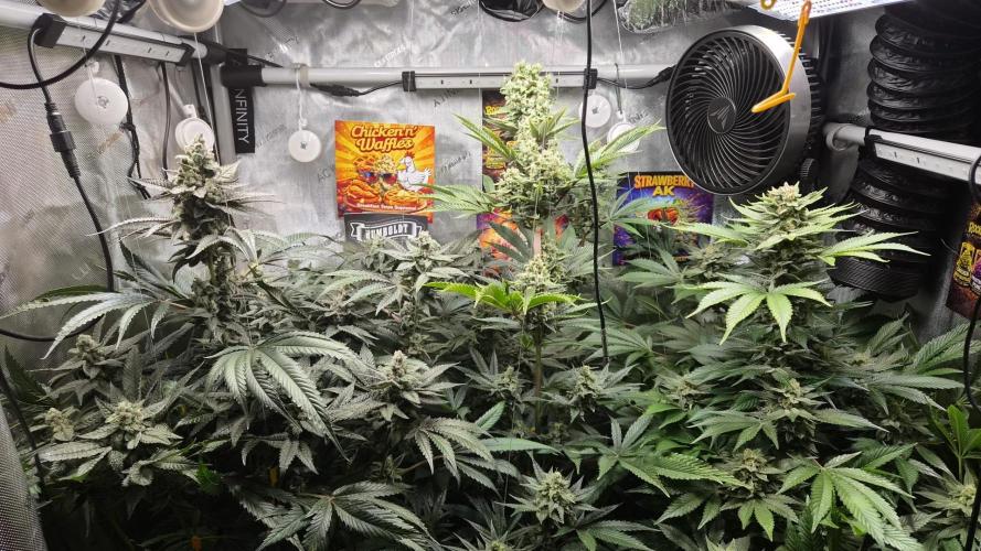 Rocko's Terp Test. Week 14 - Day 94