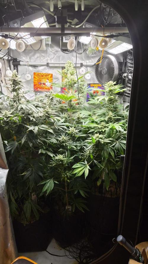 Rocko's Terp Test. Week 14 - Bloomday 50