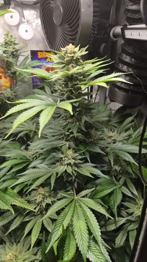 Rocko's Terp Test. Week 14 - SAK 