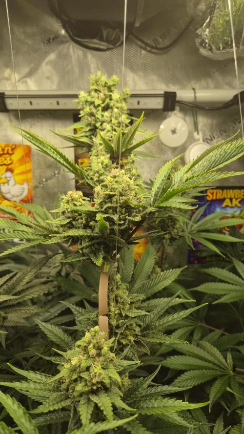 Rocko's Terp Test. Week 14 - FBP 