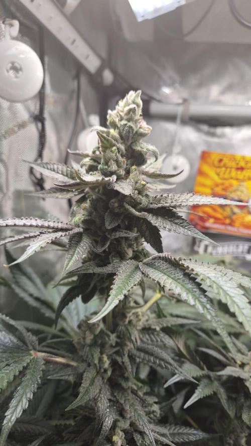 Rocko's Terp Test. Week 14 - CaW 