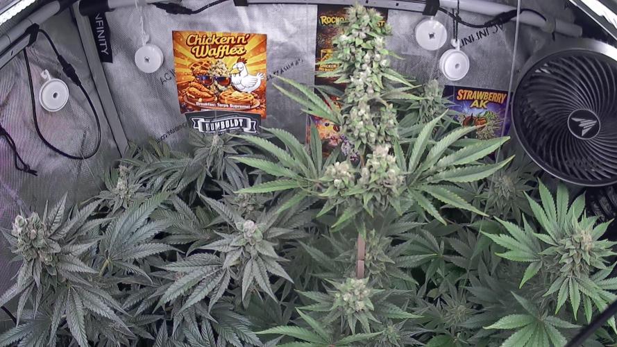 Rocko's Terp Test. Week 14