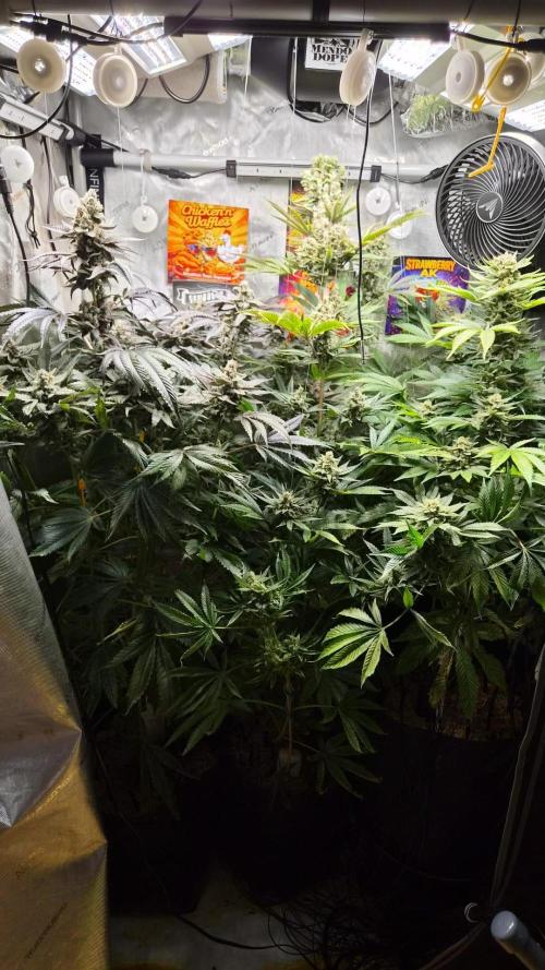 Rocko's Terp Test. Week 15
