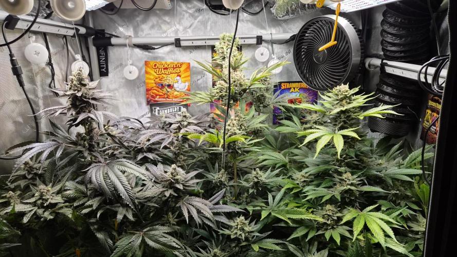Rocko's Terp Test. Week 15