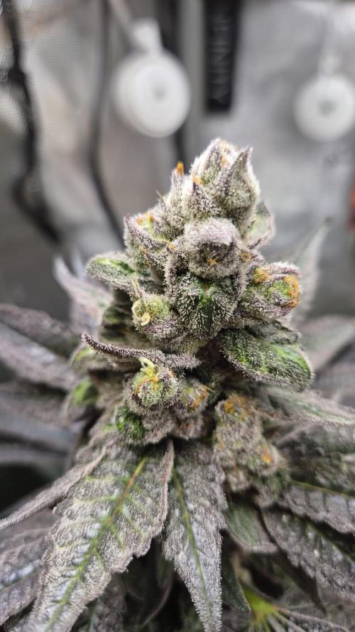 Rocko's Terp Test. Week 15 - CaW 