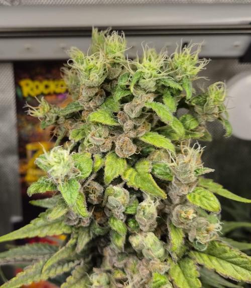 Rocko's Terp Test. Week 15 - FBP 
