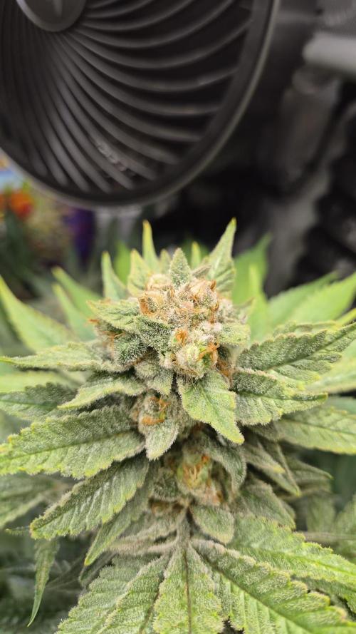 Rocko's Terp Test. Week 15 - SAK 
