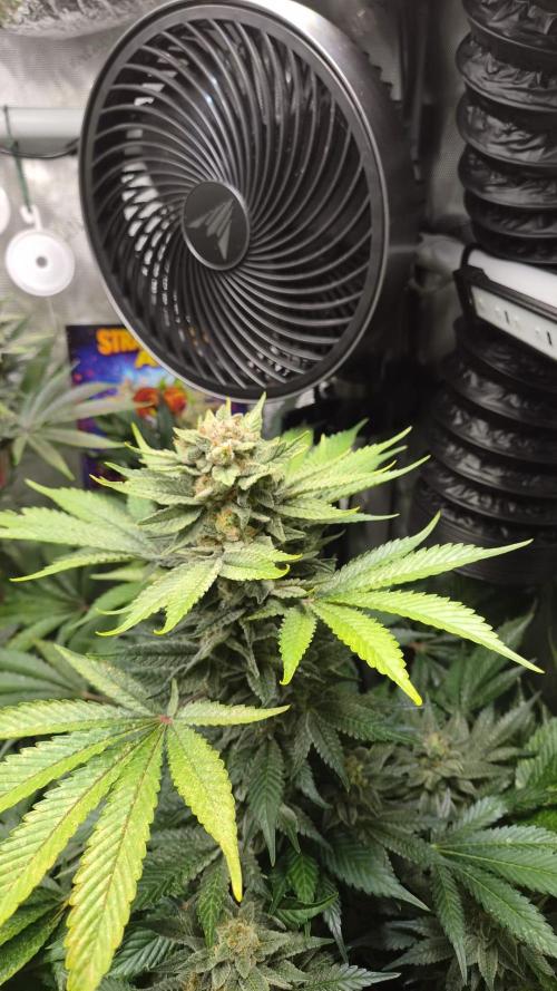 Rocko's Terp Test. Week 15 - SAK 