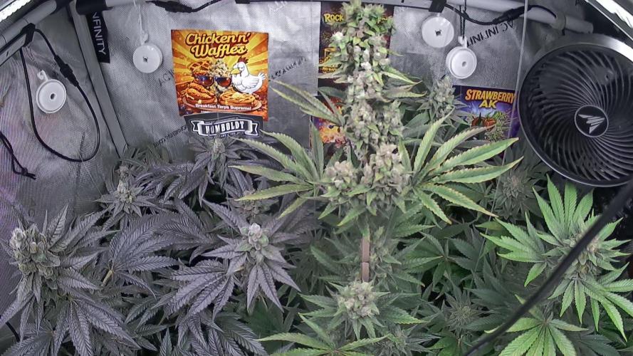 Rocko's Terp Test. Week 15