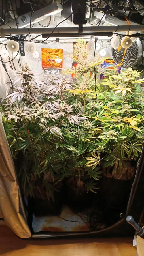 Rocko's Terp Test. Week 16