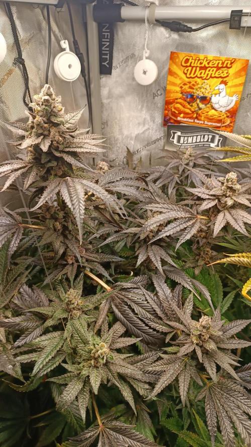 Rocko's Terp Test. Week 16 - CaW 