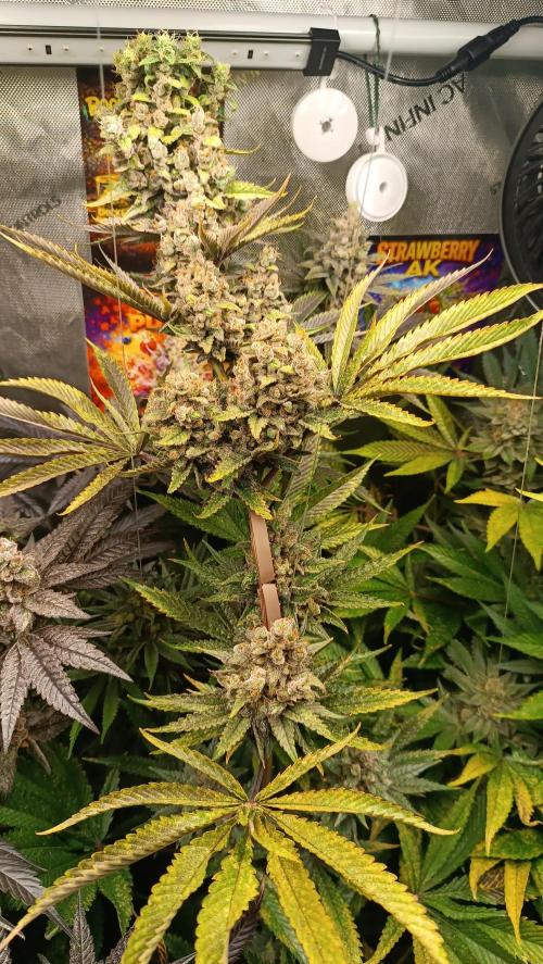 Rocko's Terp Test. Week 16 - FBP 