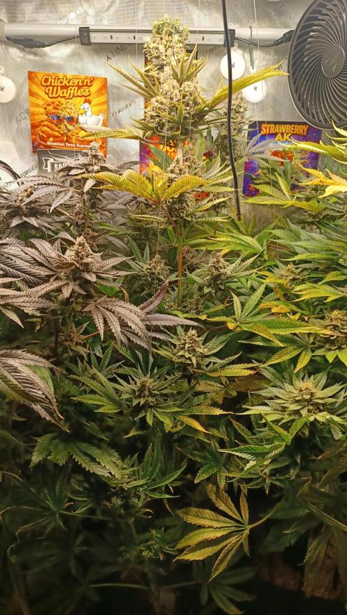 Rocko's Terp Test. Week 16 - FBP 