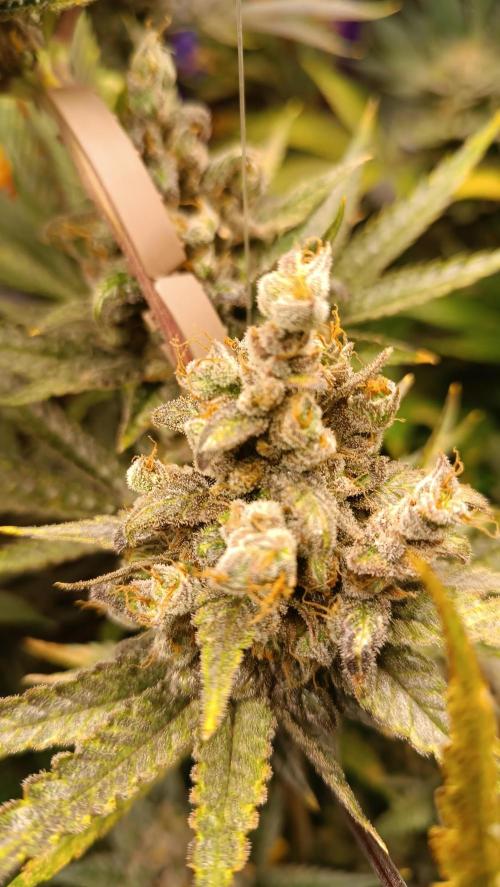Rocko's Terp Test. Week 16 - FBP 