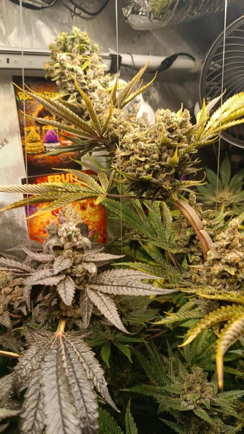 Rocko's Terp Test. Week 16 - FBP 
