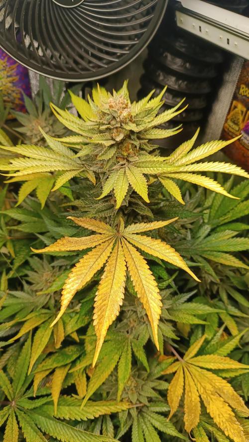 Rocko's Terp Test. Week 16 - SAK 