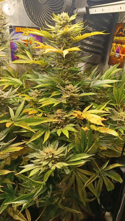 Rocko's Terp Test. Week 16 - SAK 