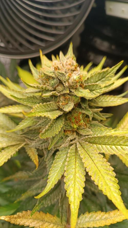 Rocko's Terp Test. Week 16 - SAK 