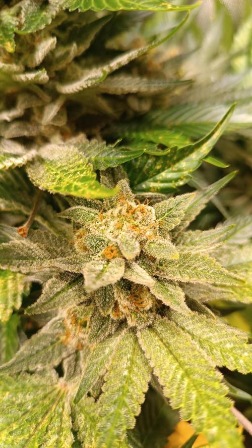 Rocko's Terp Test. Week 16 - SAK 