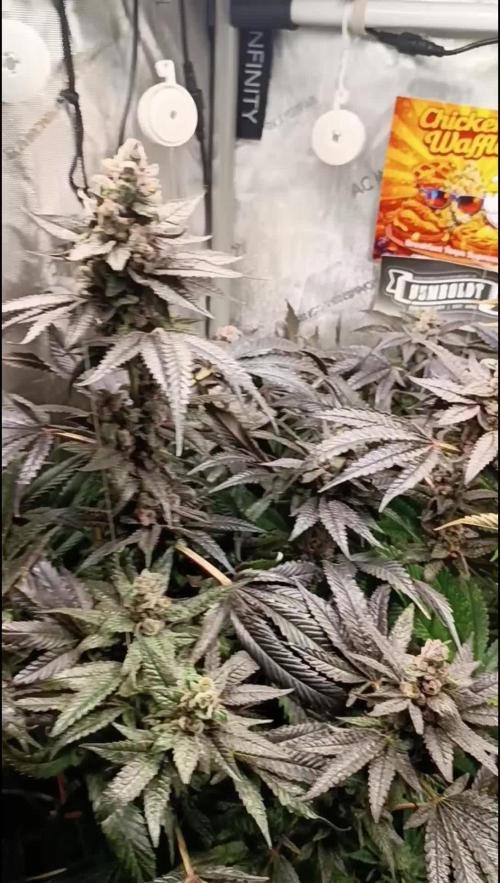 Rocko's Terp Test