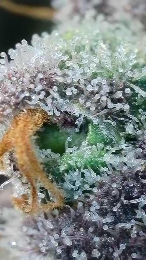 Rocko's Terp Test. Week 16 - CaW 