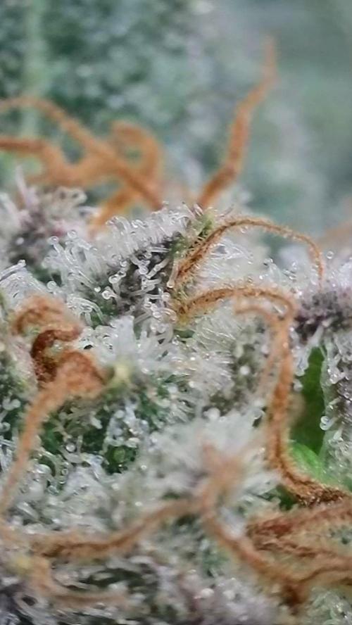 Rocko's Terp Test. Week 16 - SAK 