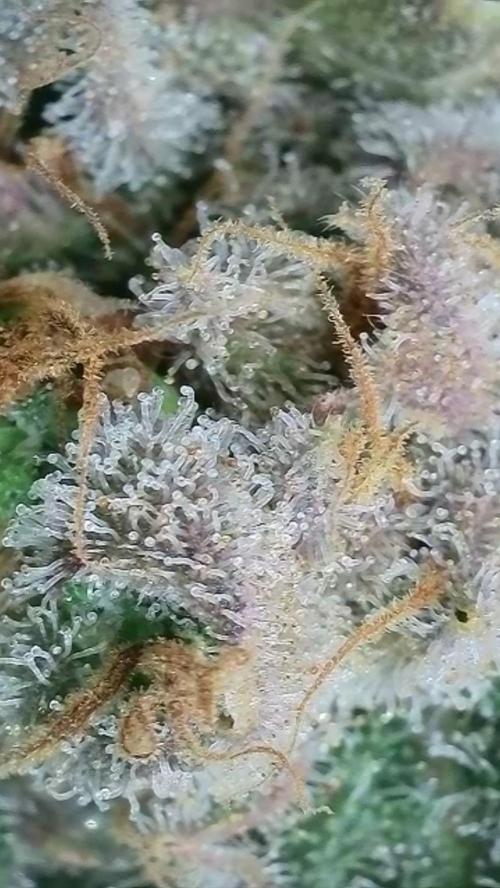 Rocko's Terp Test. Week 16 - SAK 