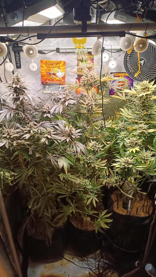 Rocko's Terp Test. Week 17