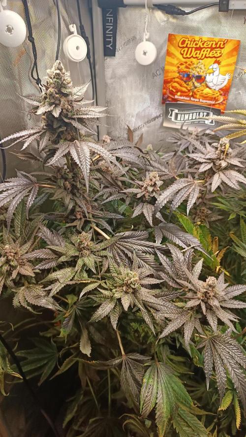Rocko's Terp Test. Week 17