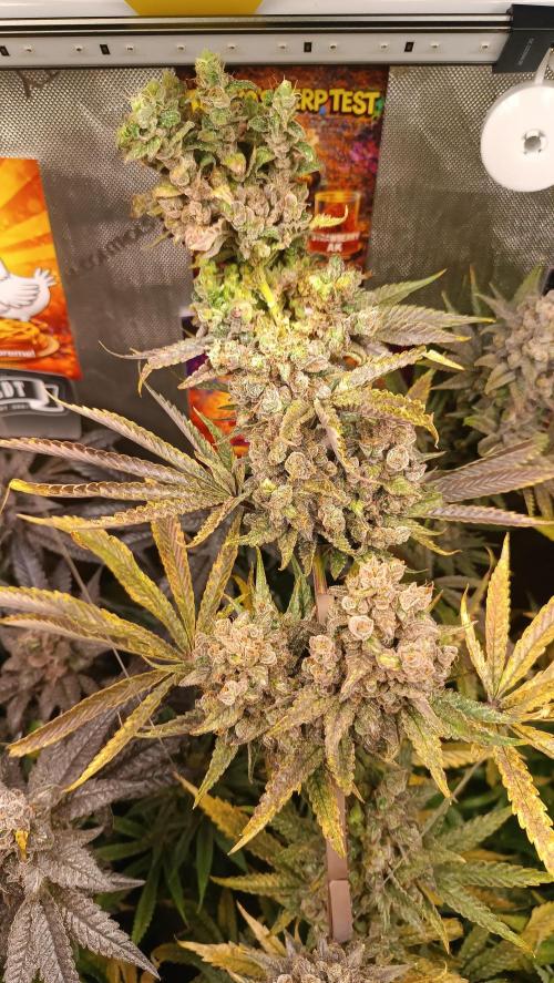 Rocko's Terp Test. Week 17