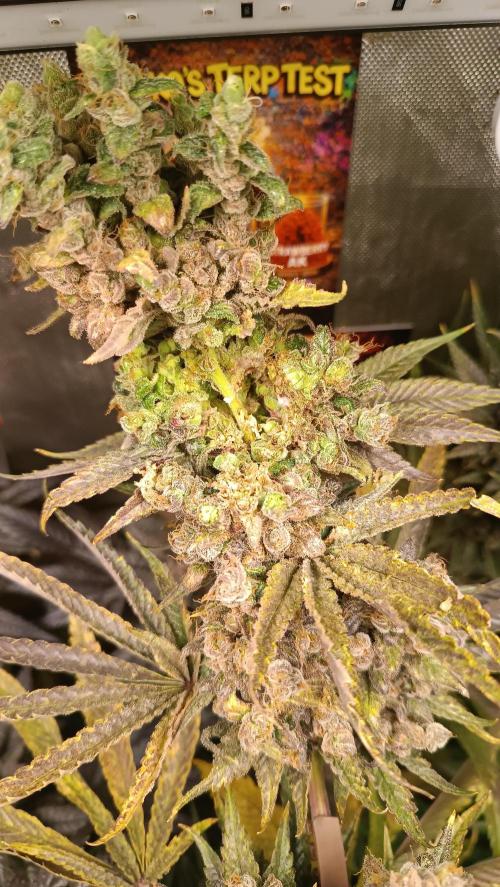 Rocko's Terp Test. Week 17