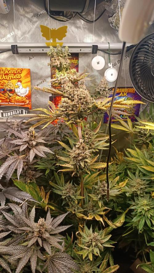 Rocko's Terp Test. Week 17