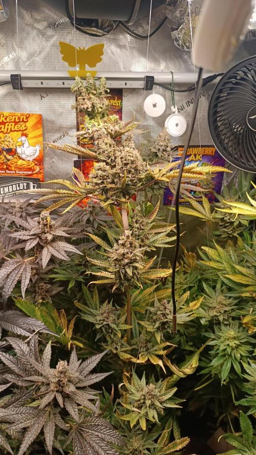 Rocko's Terp Test. Week 17