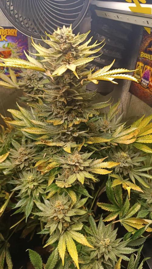 Rocko's Terp Test. Week 17