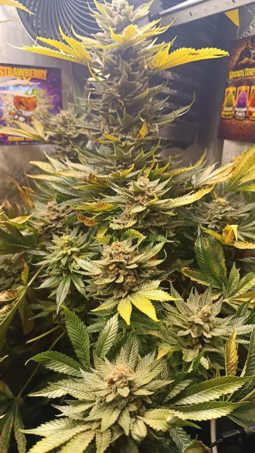 Rocko's Terp Test. Week 17