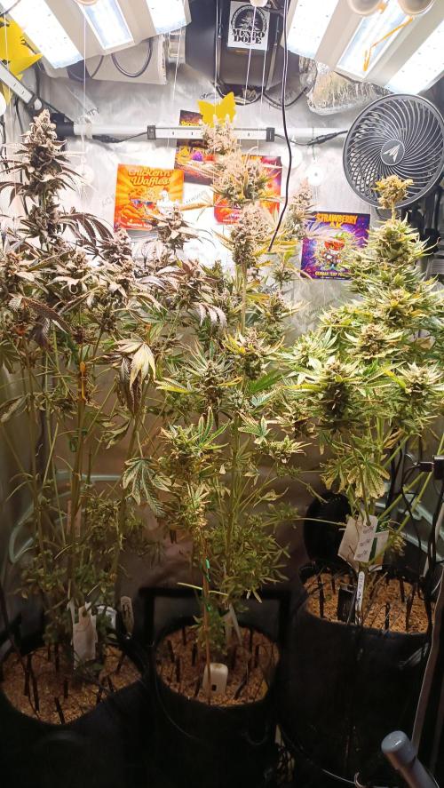 Rocko's Terp Test. Week 18